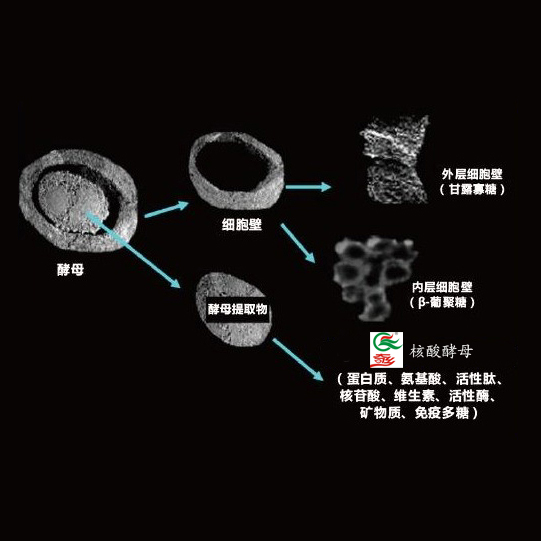 奇乡酿酒酵母水解物（糖蜜酵母水解物，核酸酵母）