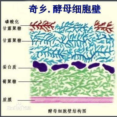 酵母细胞壁-免疫多糖（水产专用）