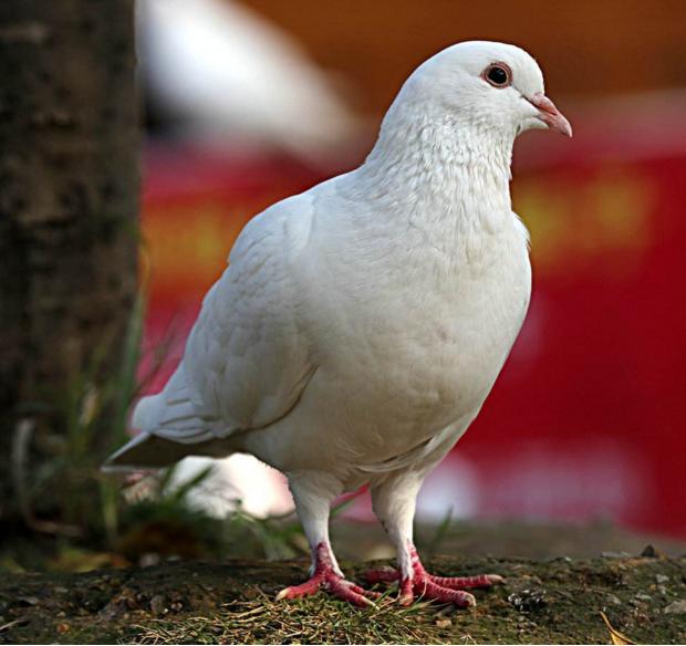 鸽子.jpg