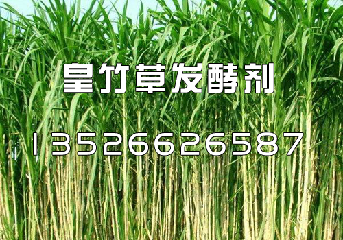皇竹草.jpg